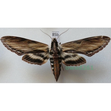 Sphinx kalmiae J.E. Smith, 1797 ex. ovo Canada 87mm85b